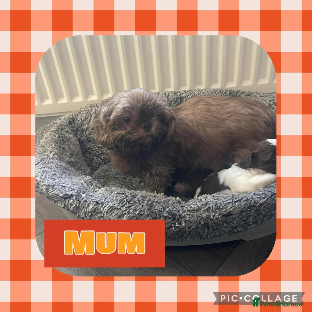 Shih Tzu dogs for sale: Imperial shih tzus in Middlesbrough - Advert 1