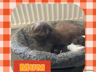Shih Tzu dogs Imperial shih tzus in Middlesbrough - Advert 5