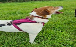 Mixed Breed dogs for adoption: Stevie, female, for foster or adoption - Image 5