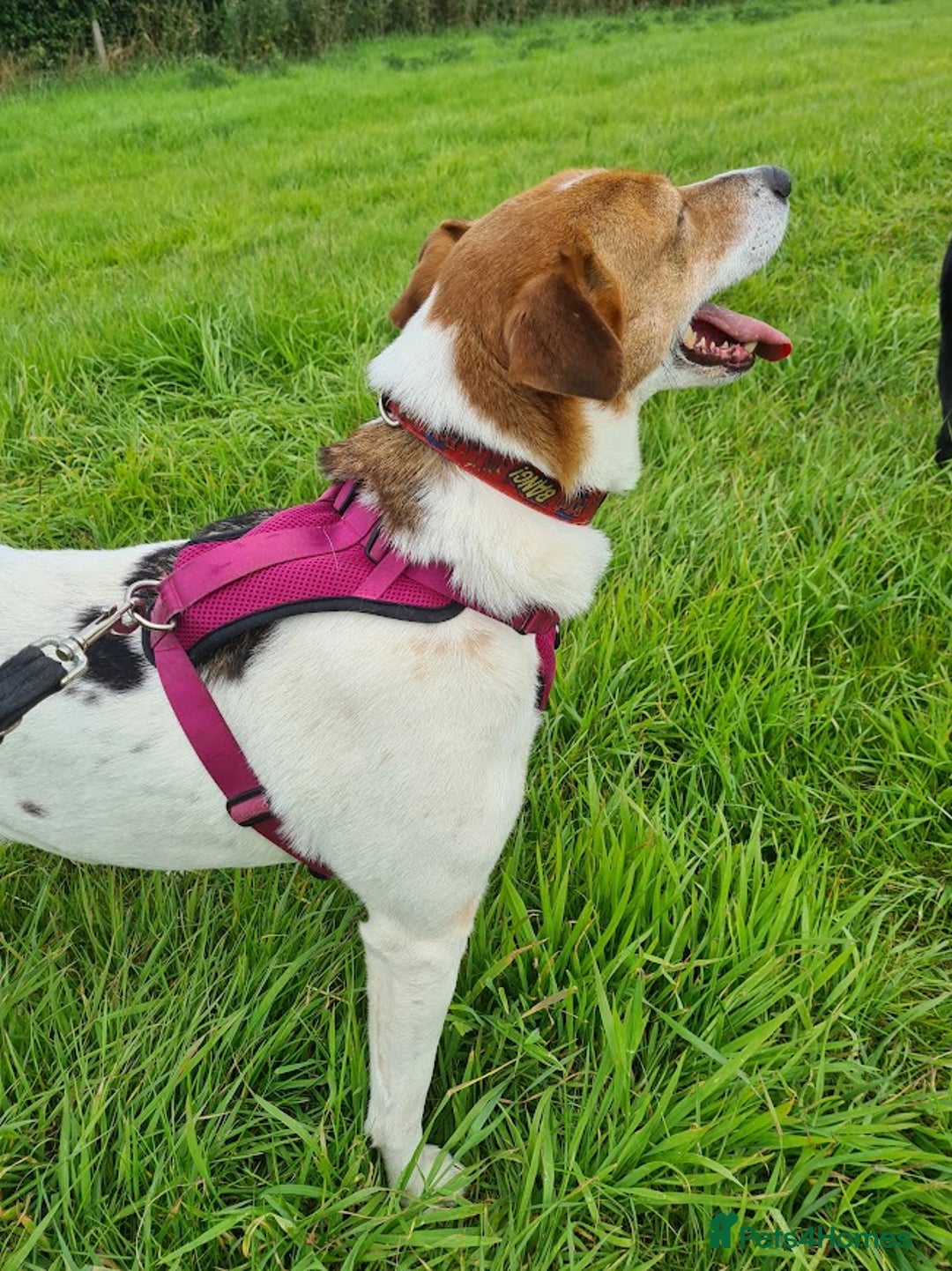 Mixed Breed dogs for adoption: Stevie, female, for foster or adoption - Image 5