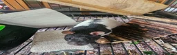 Rat rodents for sale: 4 female rats for adoption  - Advert 8
