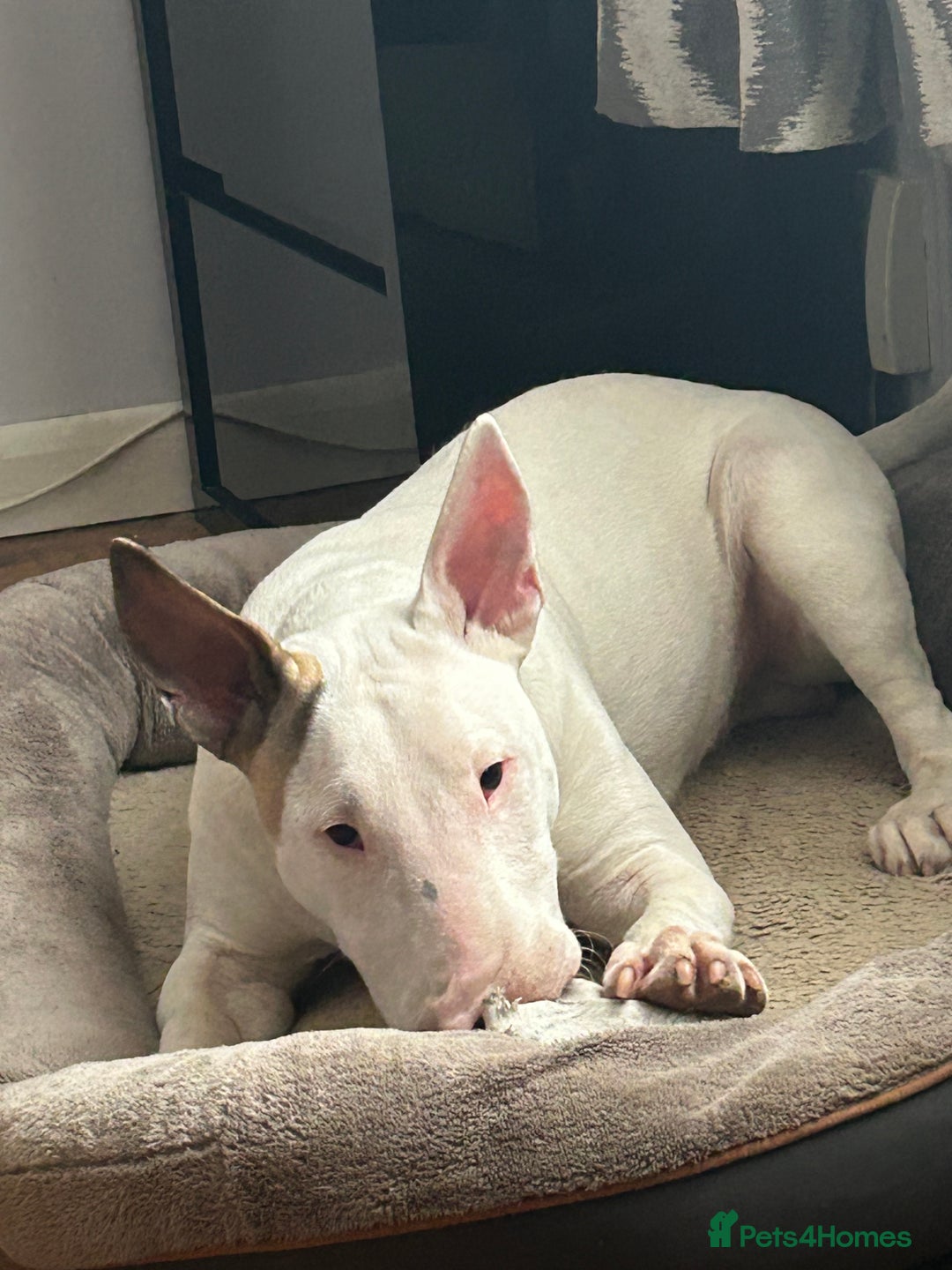English Bull Terrier dogs for sale: English bull terrier - Image 5