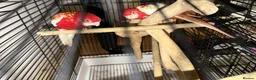 Parrots birds for sale: Red eyes Rubino Rosellas - Advert 1
