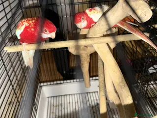 Parrots birds Red eyes Rubino Rosellas - Advert 2