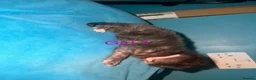 Mixed Breed cats for sale: 4 beautiful kittens for sale  - Advert 4