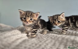 Mixed Breed cats for sale: 4 lovly kittens - Image 16