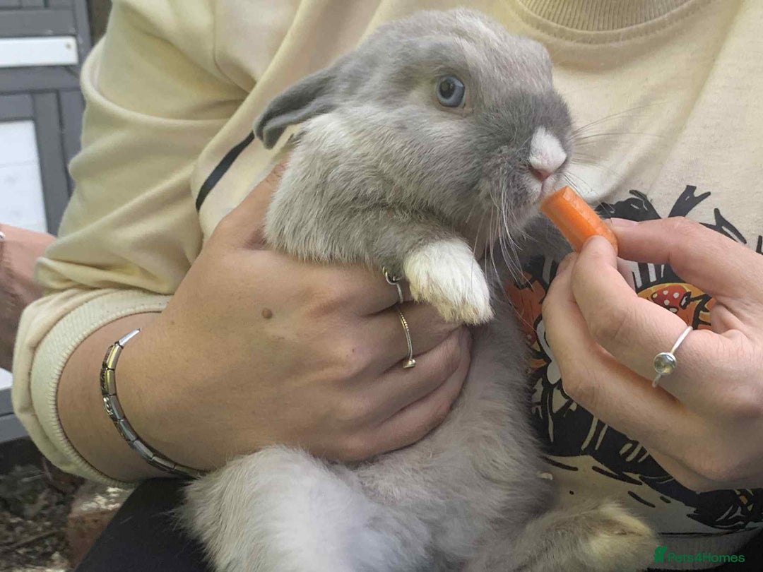 French Lop rabbits for sale: Beautiful lop bunnies - Image 6