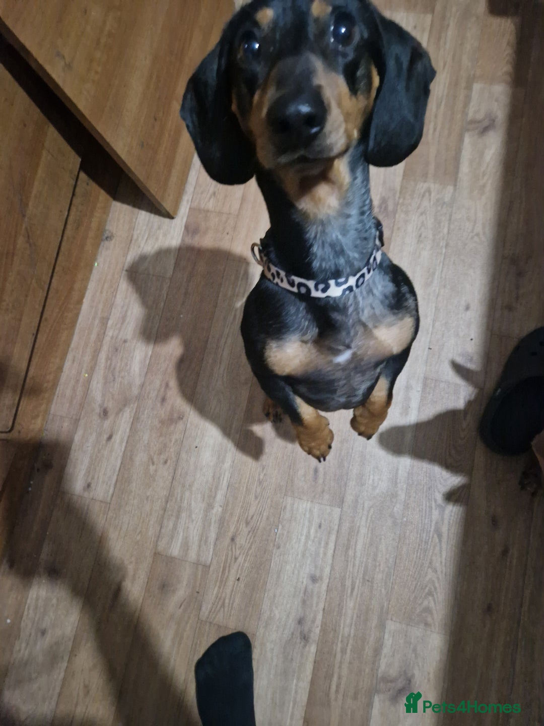 Miniature Dachshund dogs for sale: Beautiful Miniature dachshund  - Advert 1