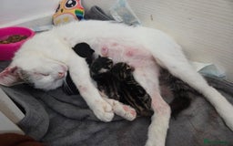 Mixed Breed cats for sale: Two beautiful girls. Ready to leave Saturday  - Image 21
