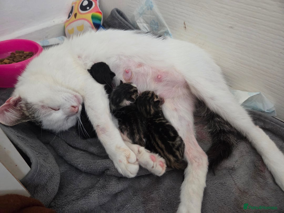 Mixed Breed cats for sale: Two beautiful girls. Ready to leave Saturday  - Image 21
