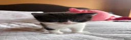 British Shorthair cats for sale: 3 Beautiful British Shorthair Babies 🐱 - Advert 7