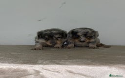 Miniature Dachshund dogs for sale: Miniature dachshunds 4 long hair and 4 smooth  - Advert 1