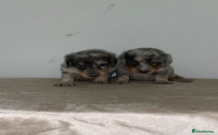 Miniature Dachshund dogs Miniature dachshunds 4 long hair and 4 smooth  - Advert 13