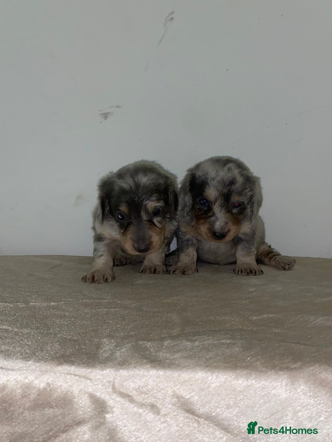 Miniature Dachshund dogs for sale: Miniature dachshunds 4 long hair and 4 smooth  - Advert 1