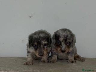 Miniature Dachshund dogs Miniature dachshunds 4 long hair and 4 smooth - Advert 10