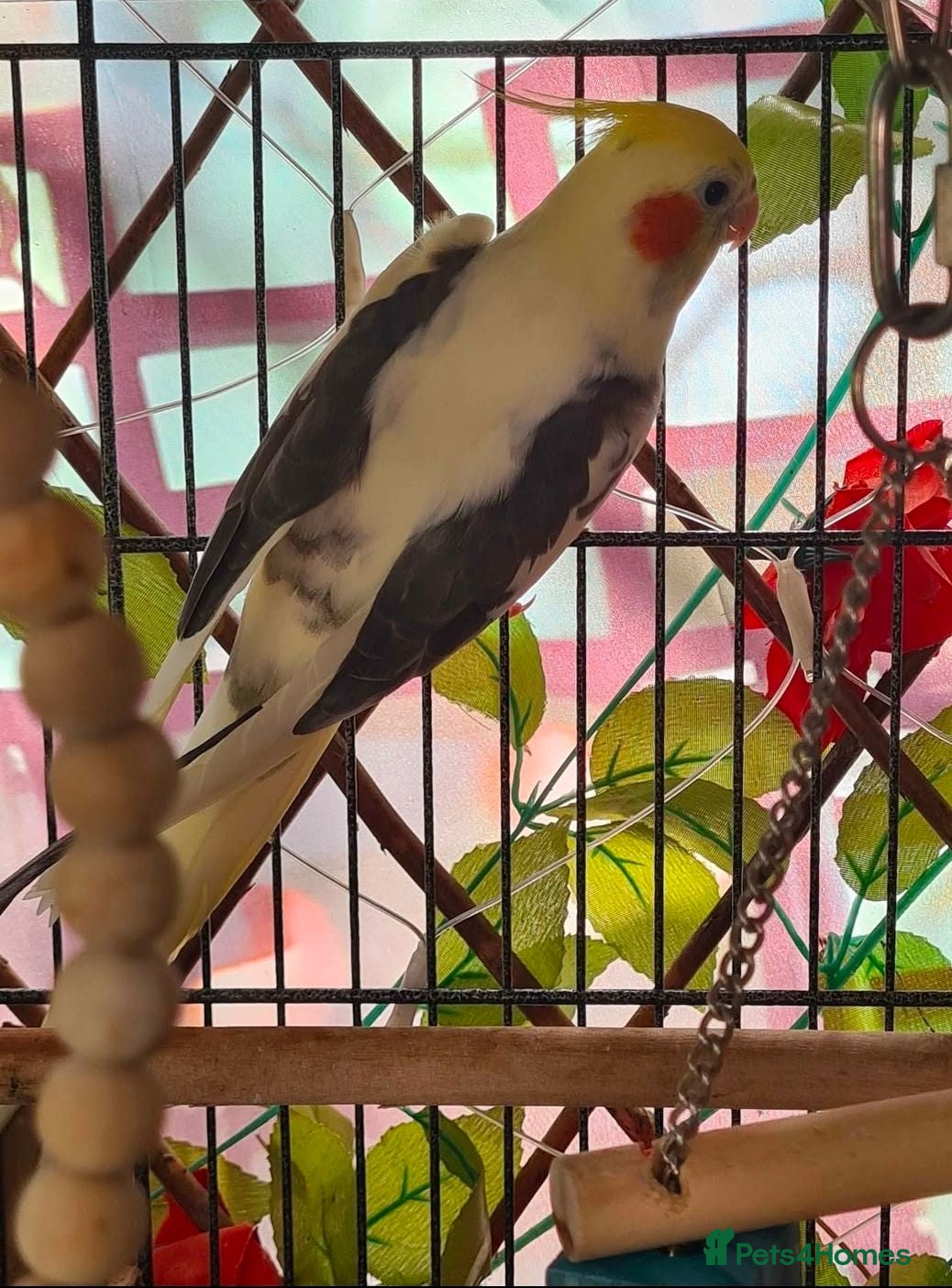 Cockatiels birds cockatiel with cage - Advert 13