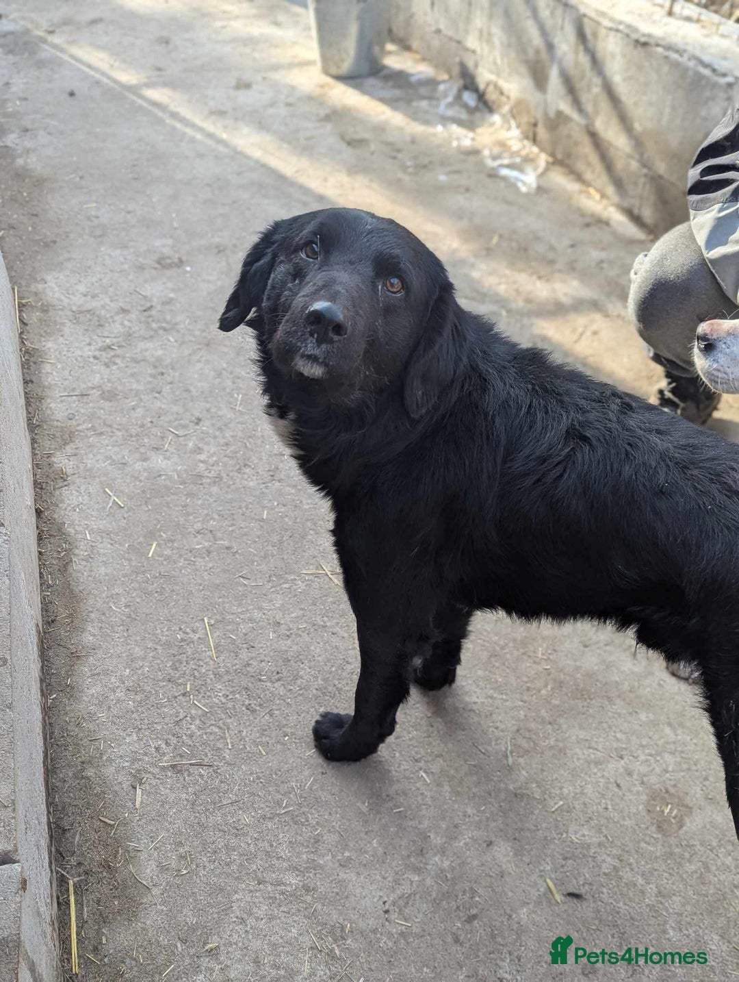 Mixed Breed dogs for adoption: Negrut 💙 - Advert 7