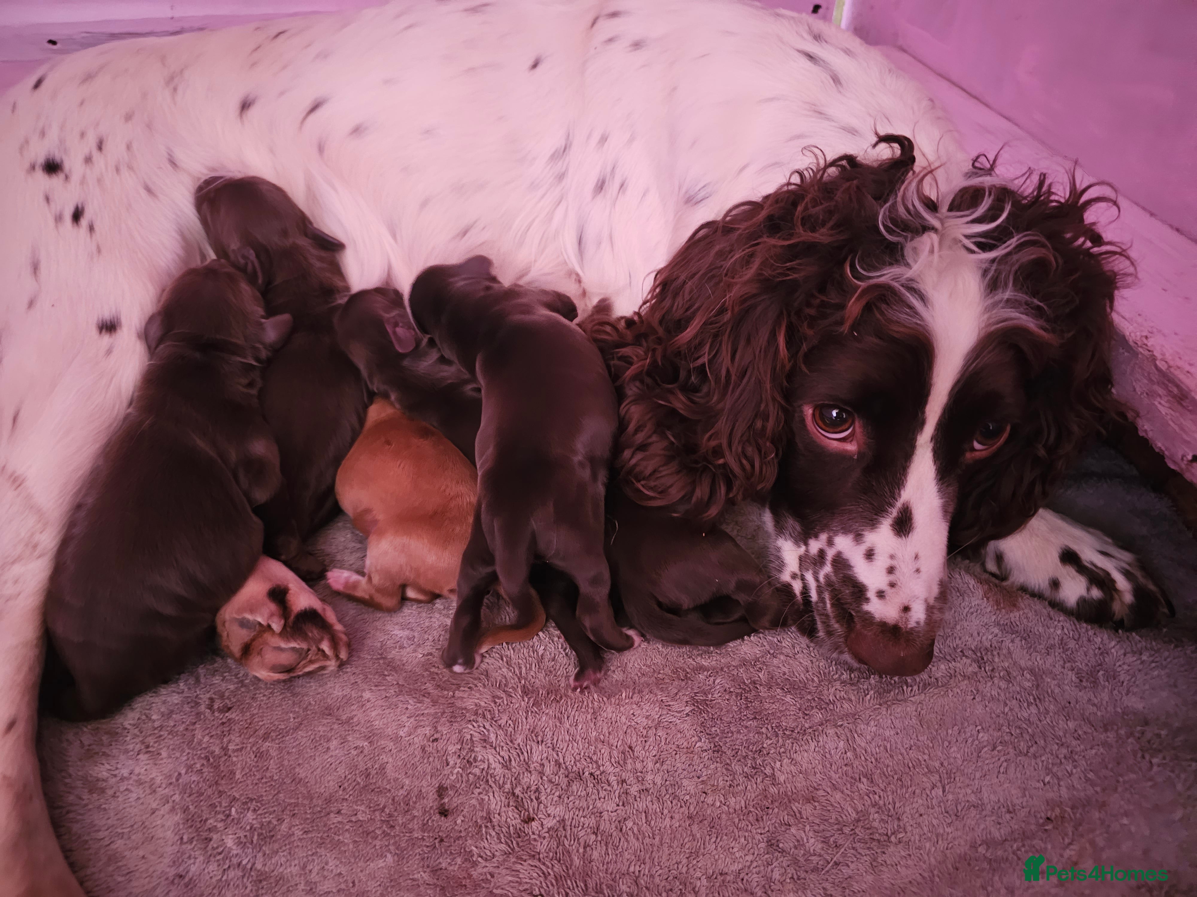 Sprocker dogs Sprocker spaniel puppies  - Advert 1