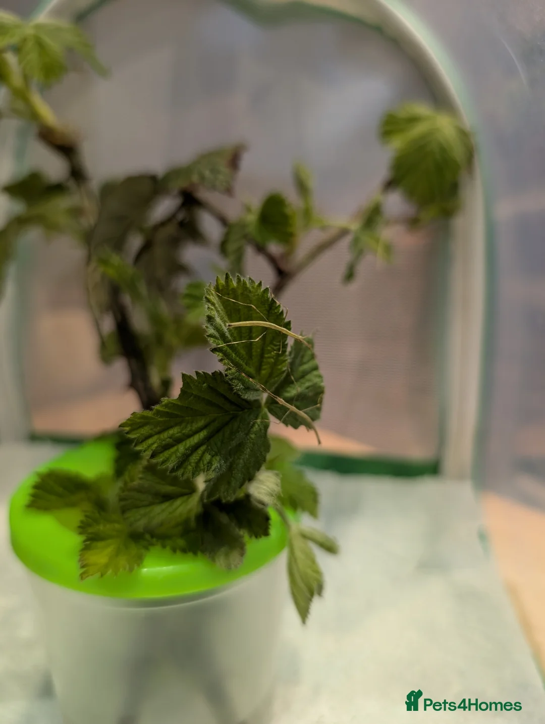 Stick Insects invertebrates for sale: Vietnamese stick insects  in Houghton le Spring - Advert 1