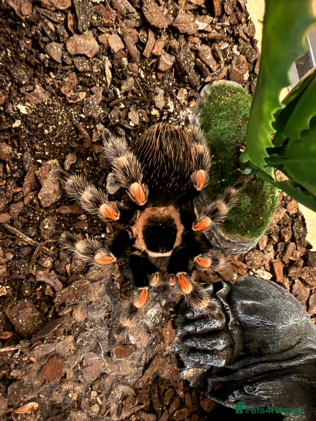 Tarantulas invertebrates for sale: Mexican Red Knee Tarantula  - Advert 5