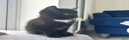Mixed Breed cats for sale: 🐾🖤Gorgeous Boy kitten🖤 ready now  in Harleston - Advert 6