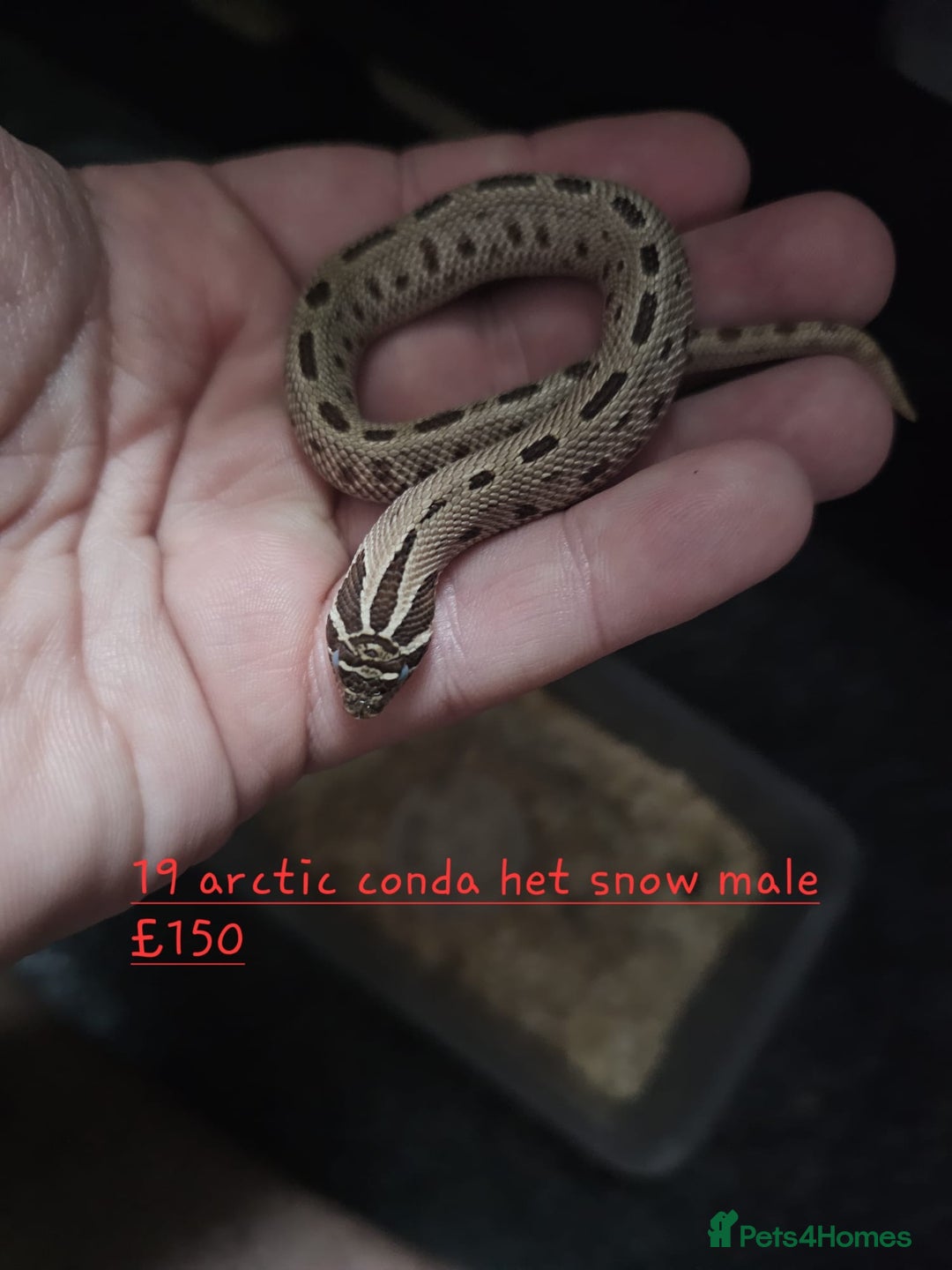 Snake reptiles for sale: Western Hognose Snakes Cb25 - Image 6