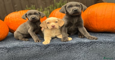 Labrador Retriever dogs - Advert 16