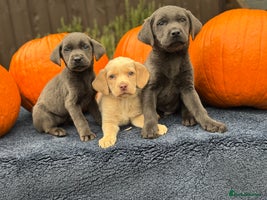 Labrador Retriever dogs - Advert 16