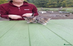 Aegean cats for sale: Agean x Kittens for sale - Image 11