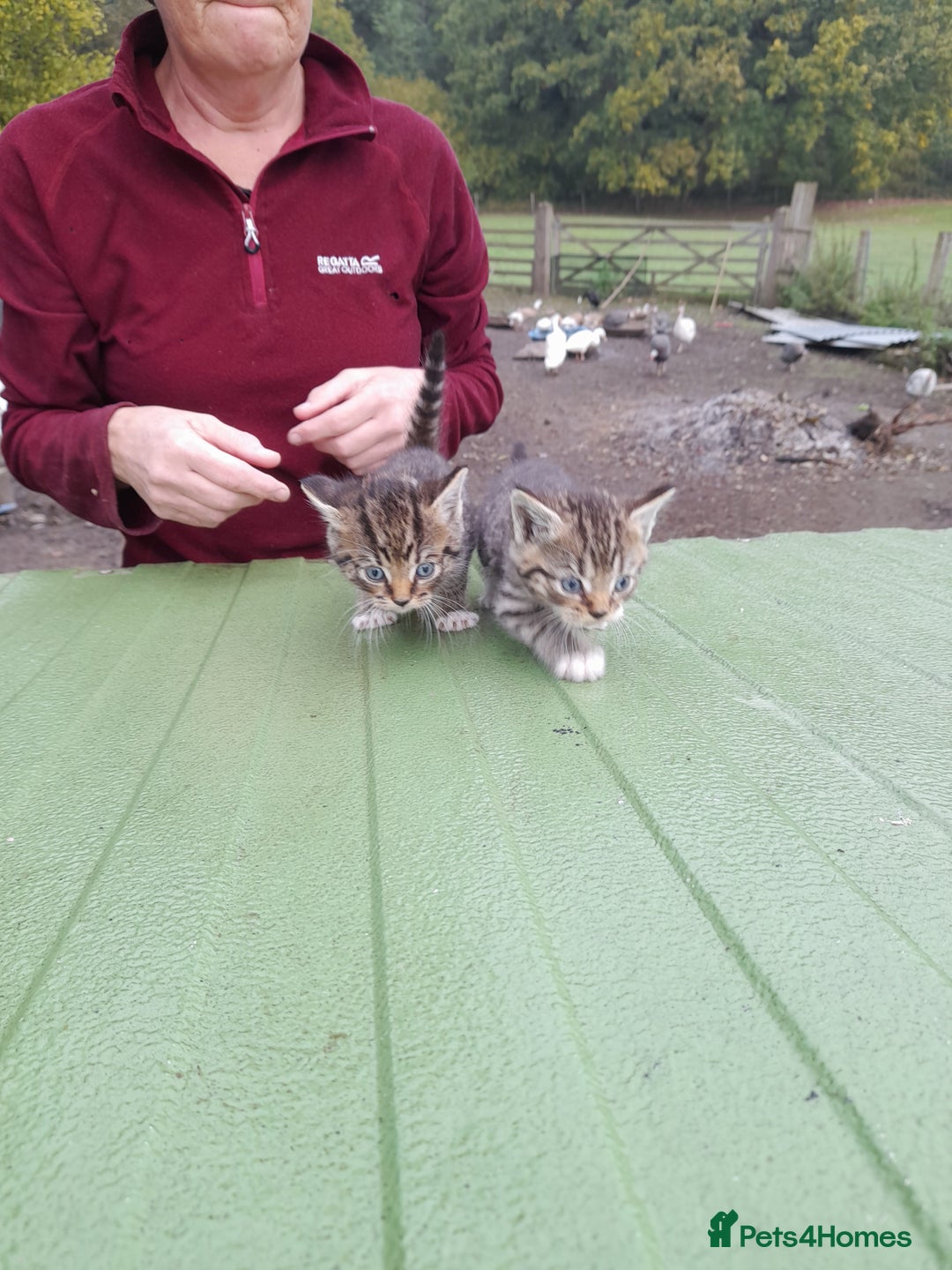 Aegean cats for sale: Agean x Kittens for sale - Image 11