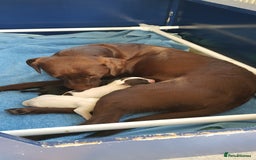 Springador dogs for sale: Springador puppies - Image 1