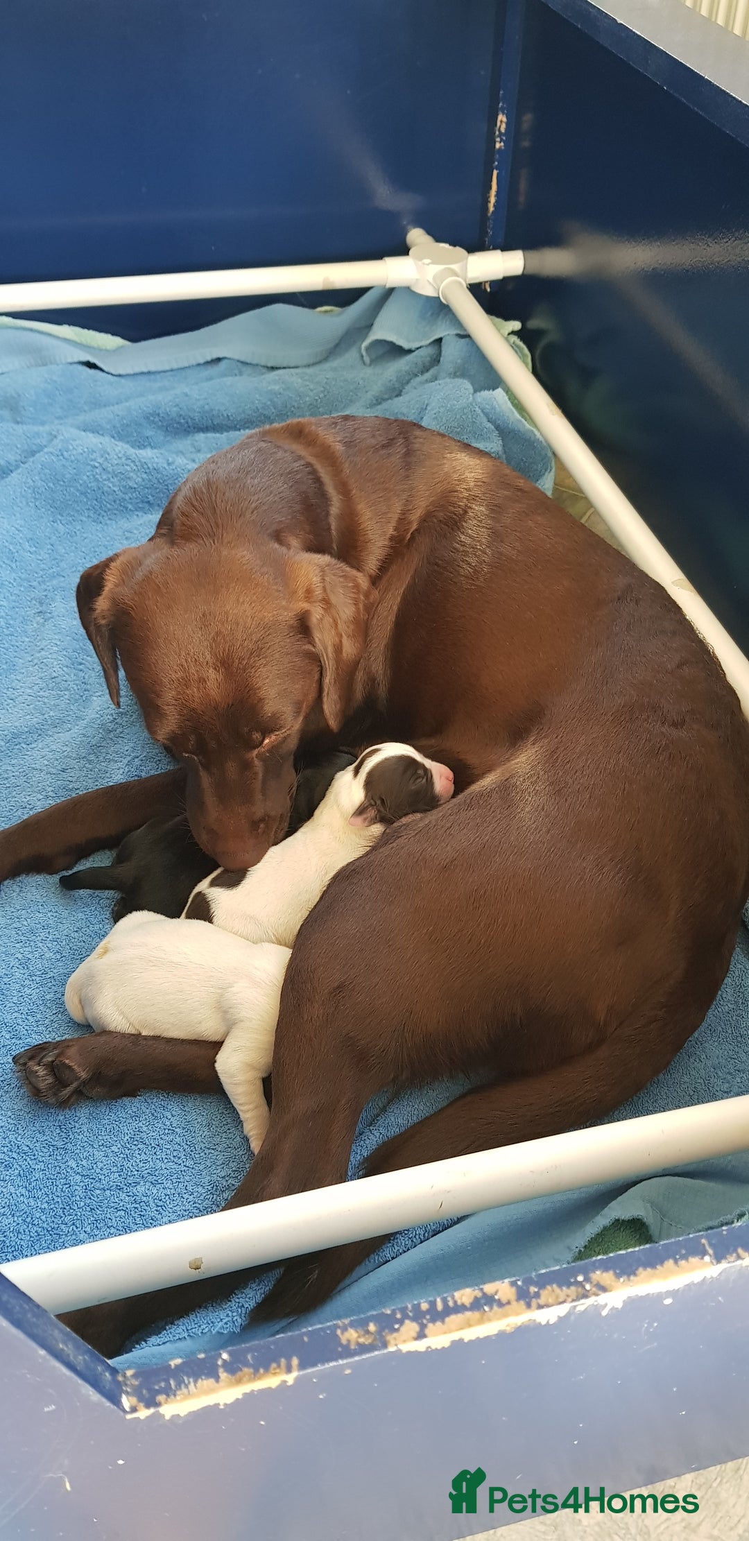 Springador dogs for sale: Springador puppies - Image 1