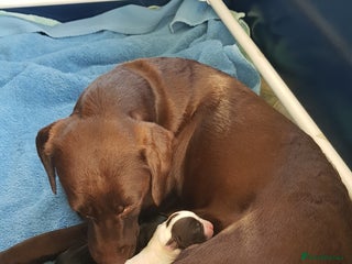 Springador dogs - Advert 2