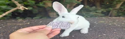 Rex rabbits for sale: stunning blue eyed mini rex baby girl ready now - Advert 2