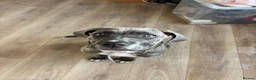 Cane Corso dogs for sale: Lucy The Cane corso - Advert 4