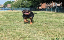 Rottweiler dogs for sale: Teenage Rottweiler - Image 2