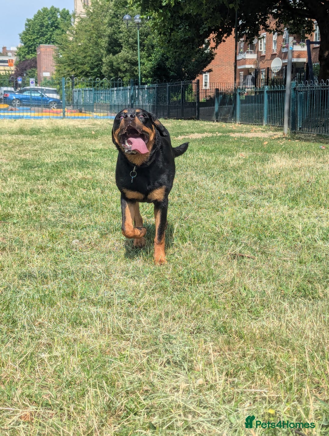 Rottweiler dogs for sale: Teenage Rottweiler - Image 2