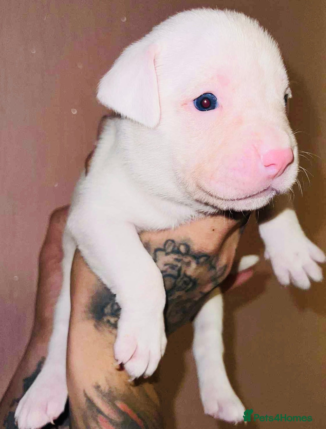 Staffordshire Bull Terrier dogs Beautiful Puppies Are  Looking For New Home :) - Advert 2