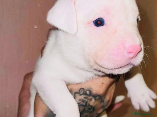 Staffordshire Bull Terrier dogs Beautiful Puppies Are Looking For New Home :) - Advert 3
