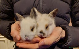 Mixed Breed rabbits for sale: All Female Gorgeous Lionhead/Lop/English rabbits. in Pewsey - Image 6