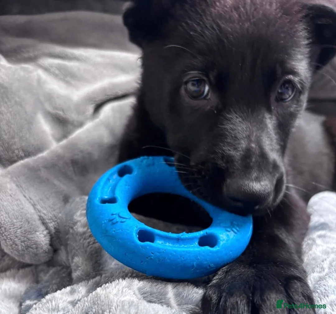 German Shepherd dogs for sale: German Shepard -pure black, working line - Advert 1