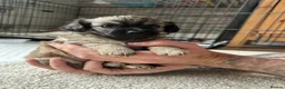 Mixed Breed dogs for sale: Beautiful Chihuahua x  Puppies - Advert 10