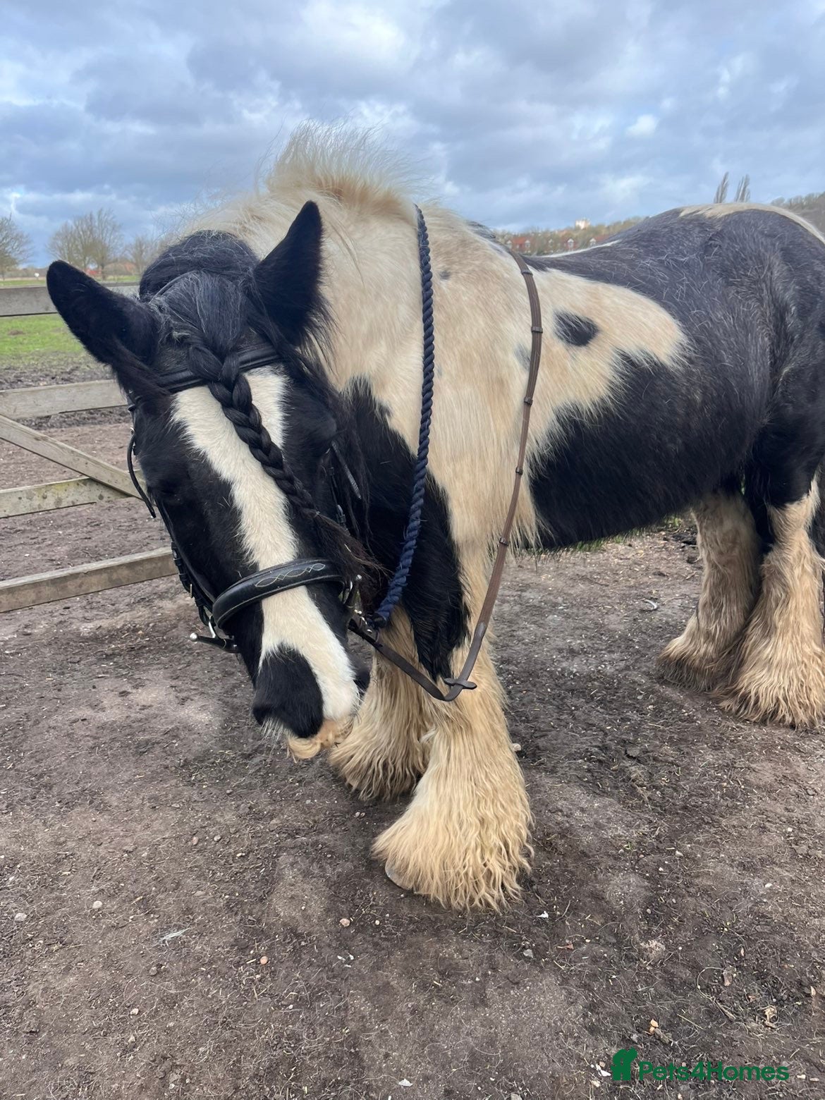Irish Cob horses 🌼Daisy🌼 - Advert 6