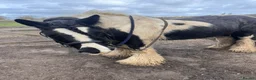 Irish Cob horses for sale: 🌼Daisy🌼 - Advert 1
