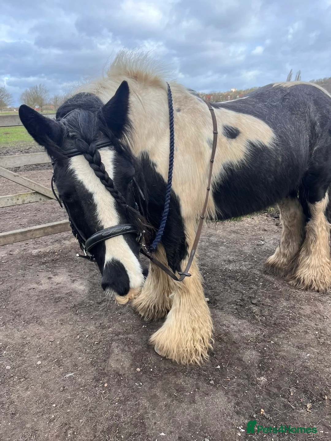 Irish Cob horses for sale: 🌼Daisy🌼 - Advert 1