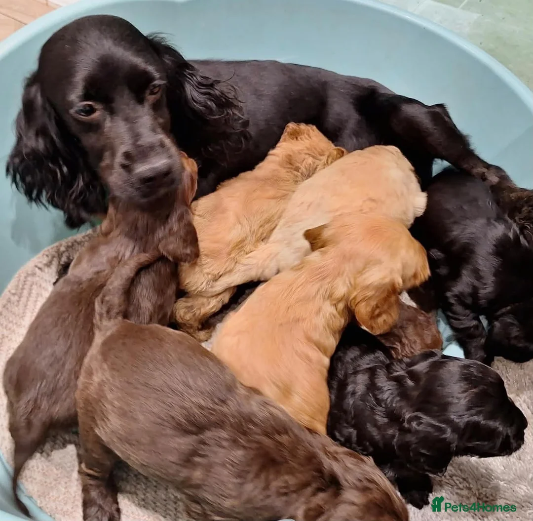 Cockapoo dogs for sale: Gorgeous cockatoo puppies  - Advert 1
