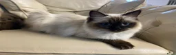 Ragdoll cats for sale: 1 Year Old Ragdoll Females- TICA registered - Advert 3