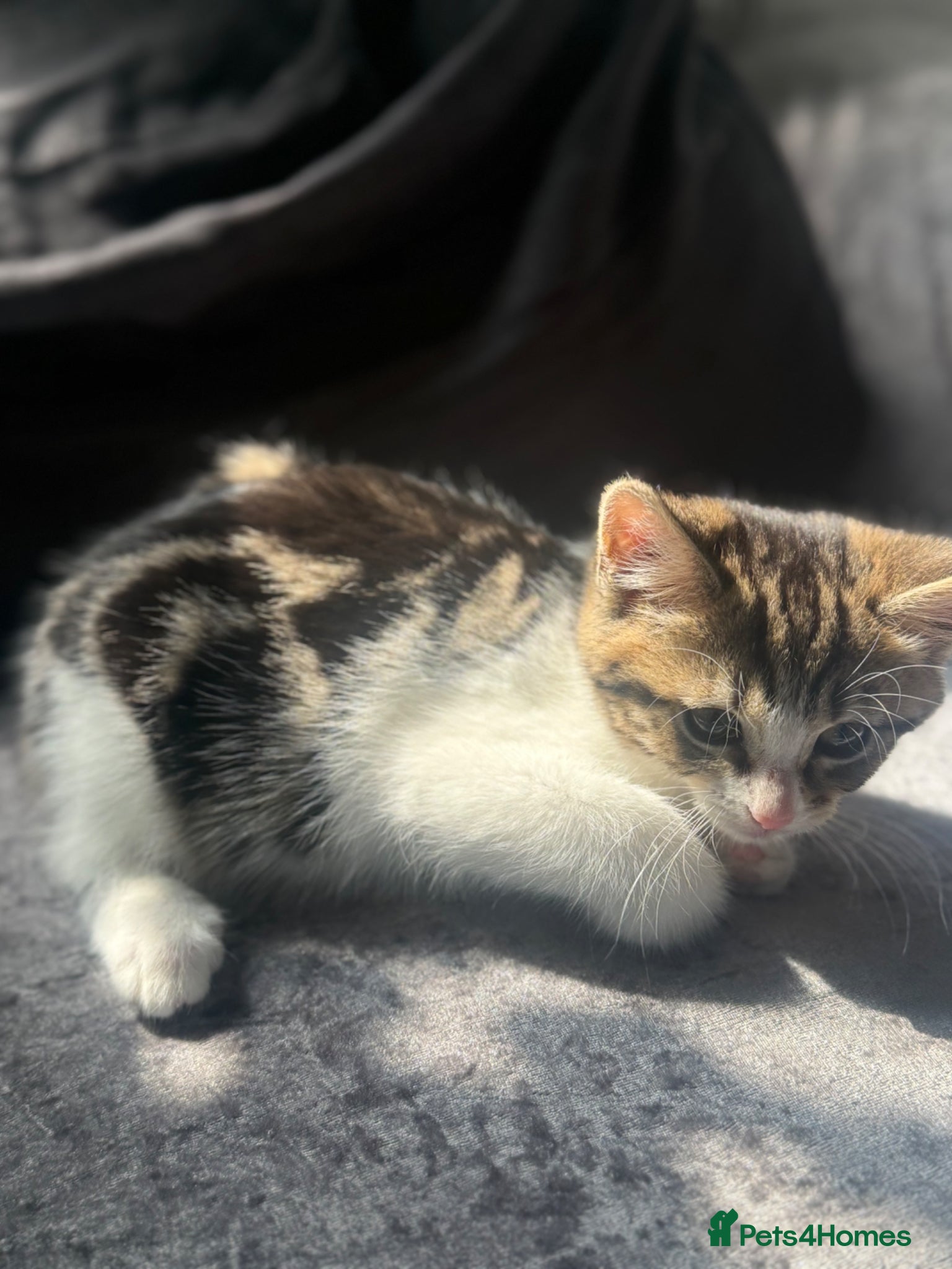 Domestic Shorthair cats 1 Female Cute Playful Kitten - Advert 14