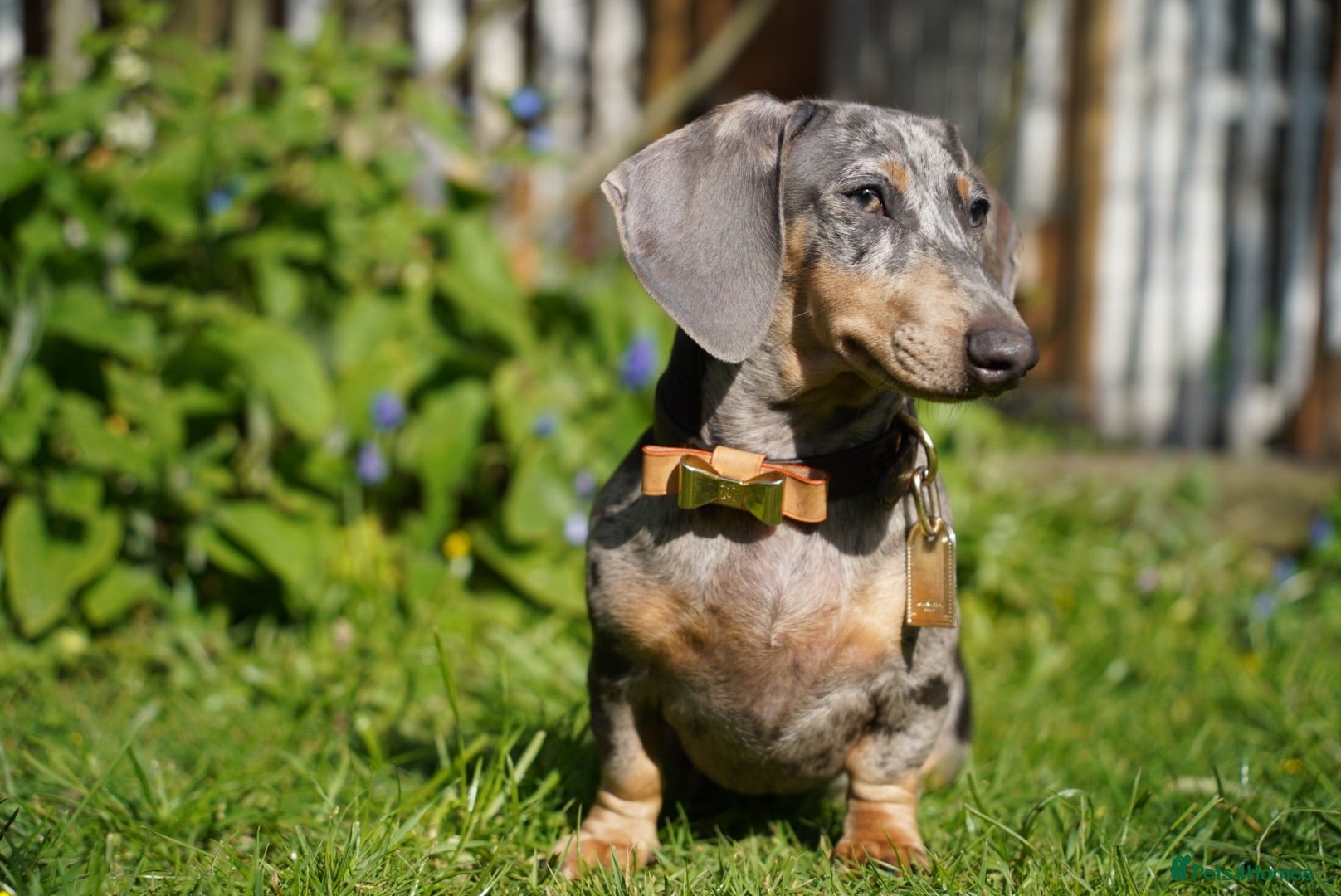 Miniature Dachshund dogs Loving Forever Home Wanted - Advert 1