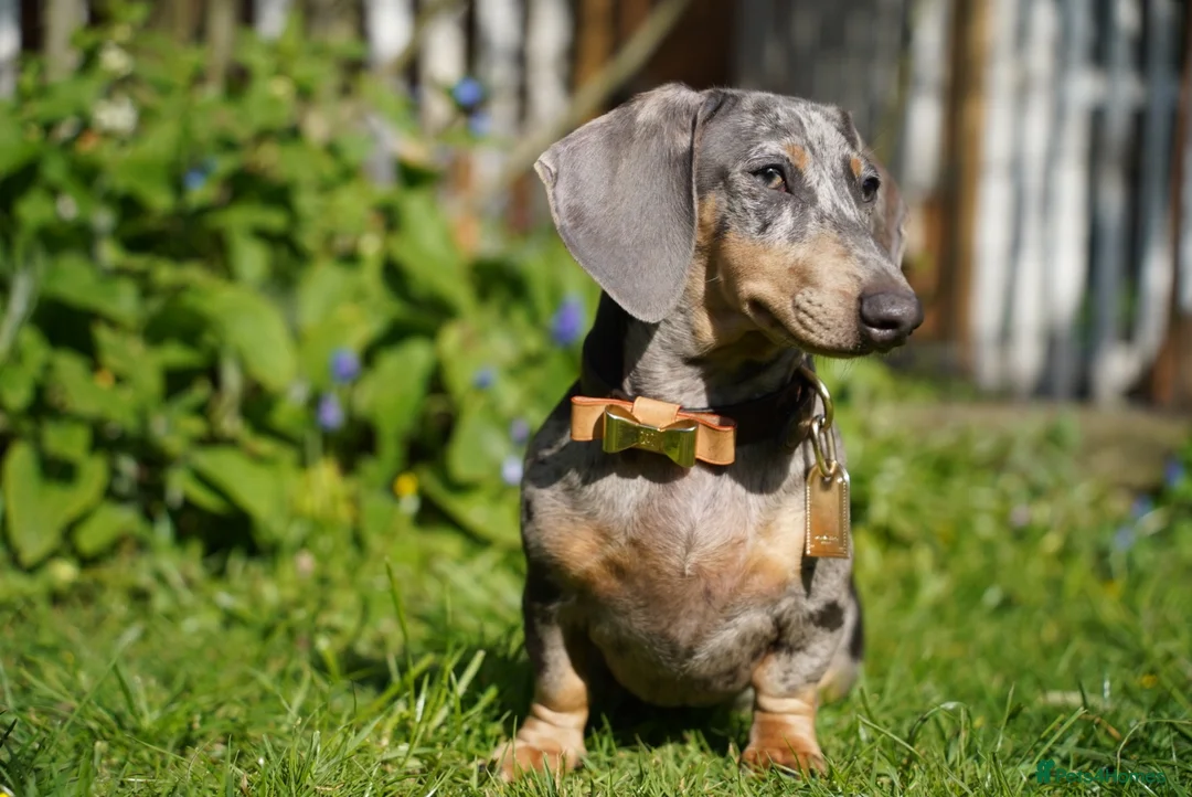 Miniature Dachshund dogs for sale: Loving Forever Home Wanted - Advert 1